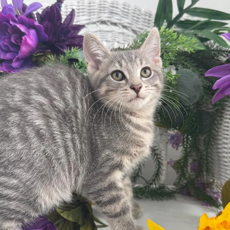 A baby small-sized male Gray / Blue / Silver Domestic Short Hair cat named Clovis C Cuppance for adoption in Eaton Rapids, MI