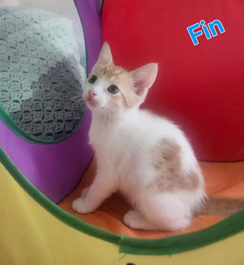 Fin