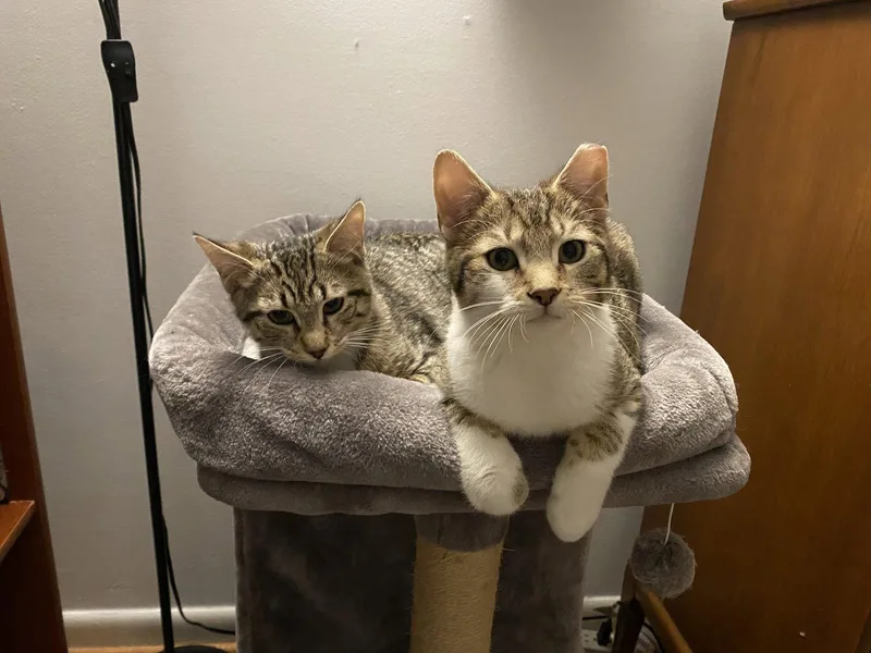 Franky Willow Grove Area thumbnail 3