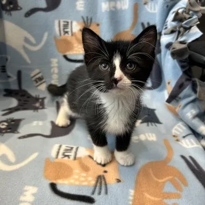 A baby small-sized female Domestic Short Hair cat named Puffin for adoption in Janesville, WI