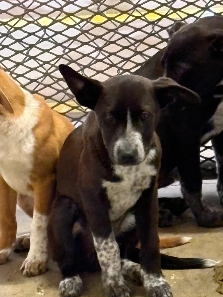 A baby small-sized male Australian Cattle Dog / Blue Heeler dog named Jupiter for adoption in Belton, TX