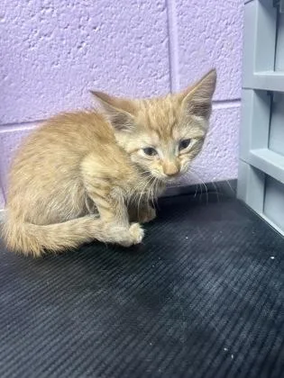 A baby small-sized female Orange / Red Domestic Short Hair cat named 60993681 for adoption in El Paso, TX