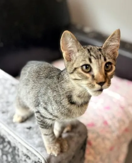 A baby small-sized male Domestic Short Hair cat named Jelly $ @ Petco for adoption in Seneca, SC