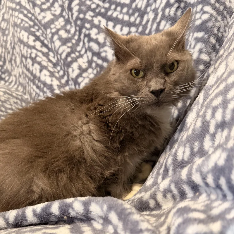 A senior medium-sized female Gray & White Domestic Medium Hair cat named Tifa for adoption in Scranton, PA