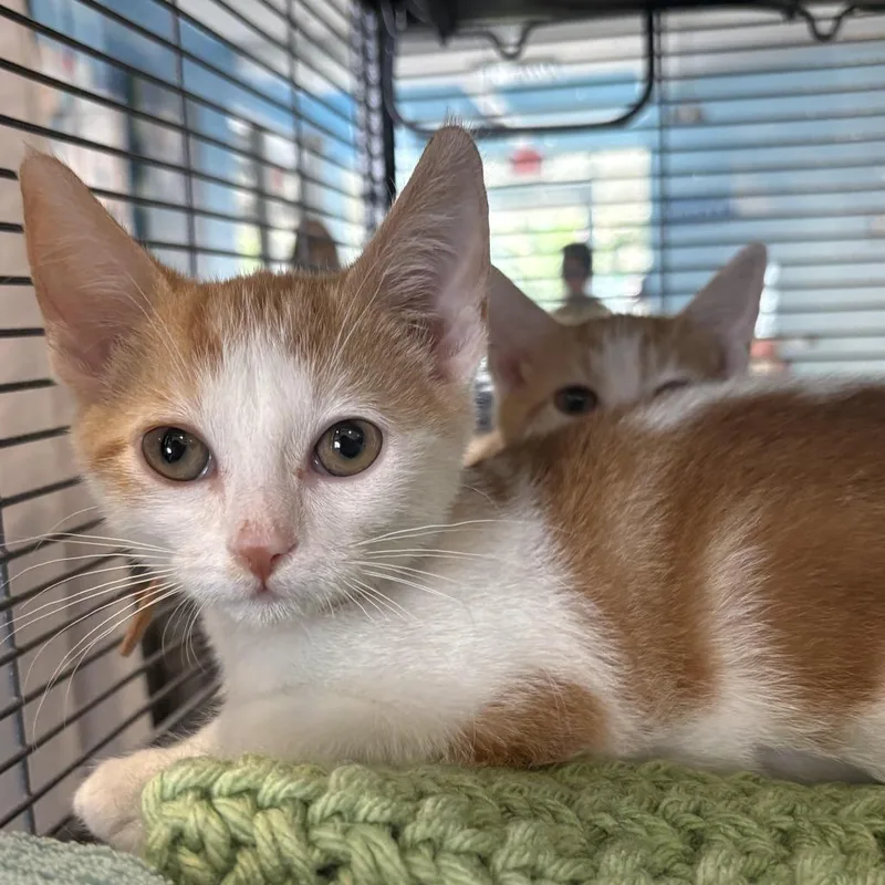 A baby small-sized female Orange / Red Domestic Short Hair cat named Sunrise for adoption in Chesapeake, VA