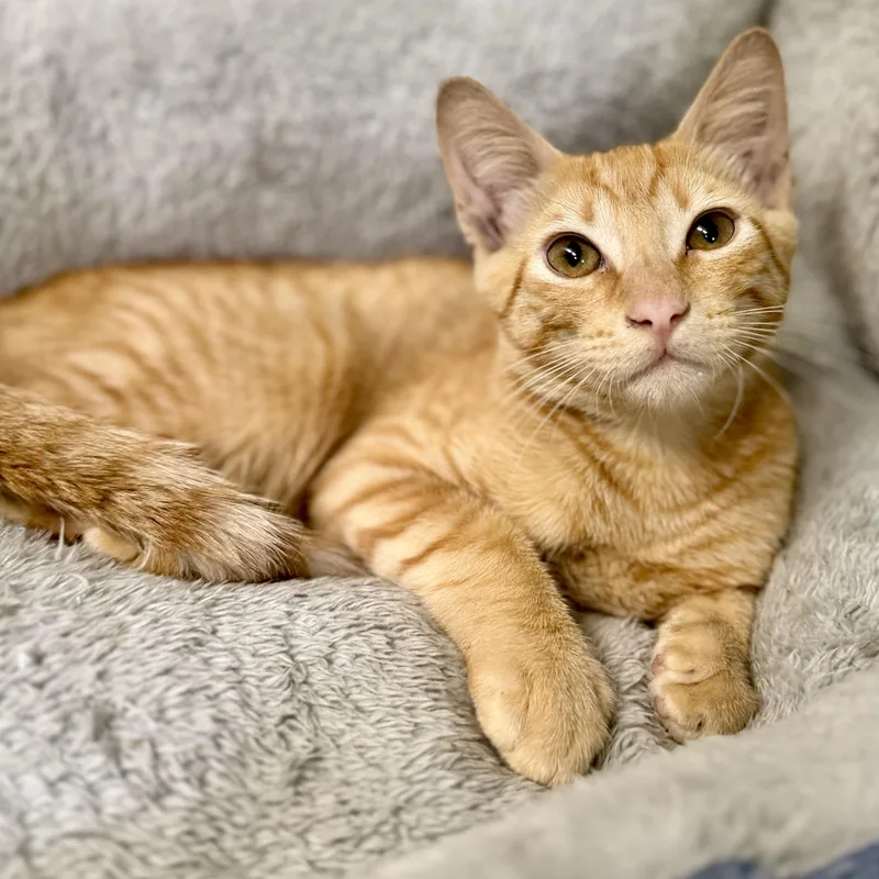 A baby medium-sized male Tabby (Orange / Red) Domestic Short Hair cat named Buzz Lightyear for adoption in Tampa, FL