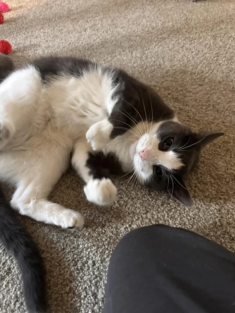A young medium-sized male Gray & White Domestic Short Hair cat named Aiden for adoption in Cincinnati, OH