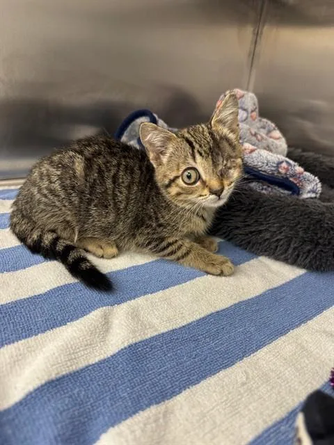 A baby small-sized male Domestic Short Hair cat named Raisin for adoption in Naples, FL