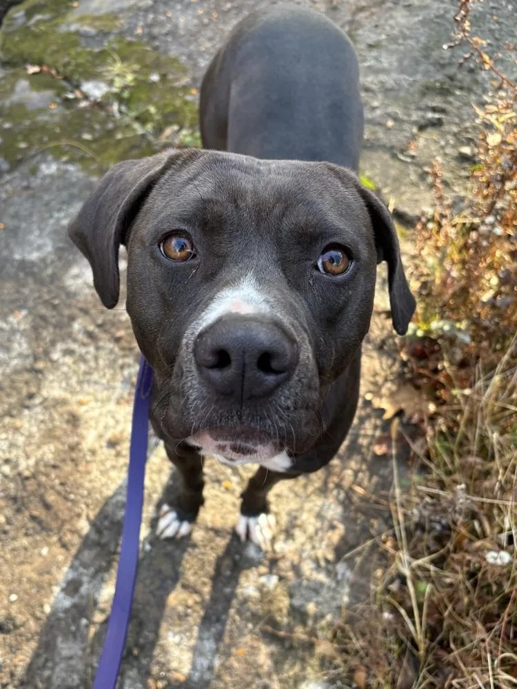 A young medium-sized male Tricolor (Brown, Black, & White) Pit Bull Terrier dog named Ac  Kai for adoption in Brewster , NY