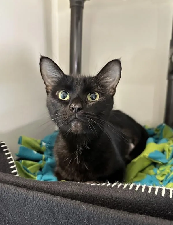 A young small-sized female Domestic Short Hair cat named Tarot for adoption in Santa Rosa, CA