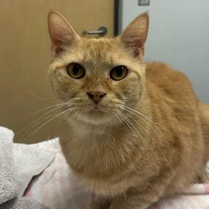 A senior large-sized male Orange / Red Domestic Short Hair cat named Mufasa for adoption in Jacksonville, FL