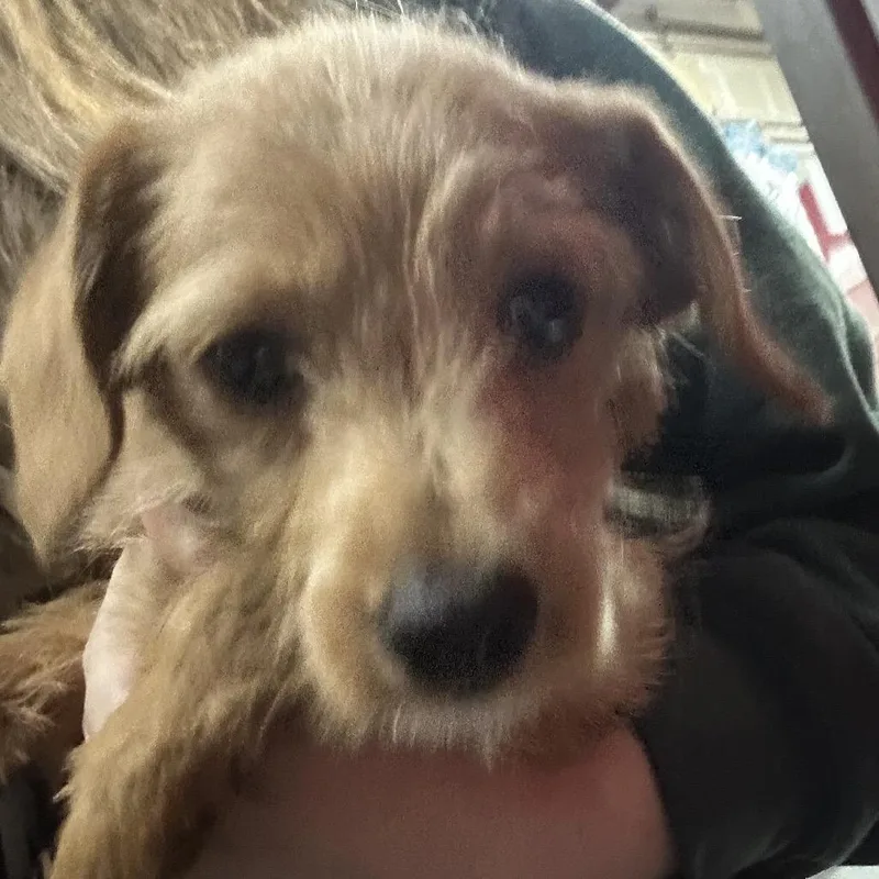 A baby small-sized male Yellow / Tan / Blond / Fawn Terrier dog named Kiko for adoption in Point Richmond, CA