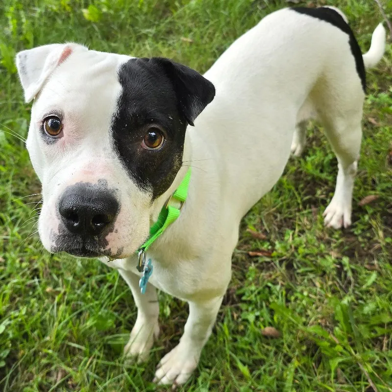 An adult large-sized female Mixed Breed dog named Dottie for adoption in Owosso, MI