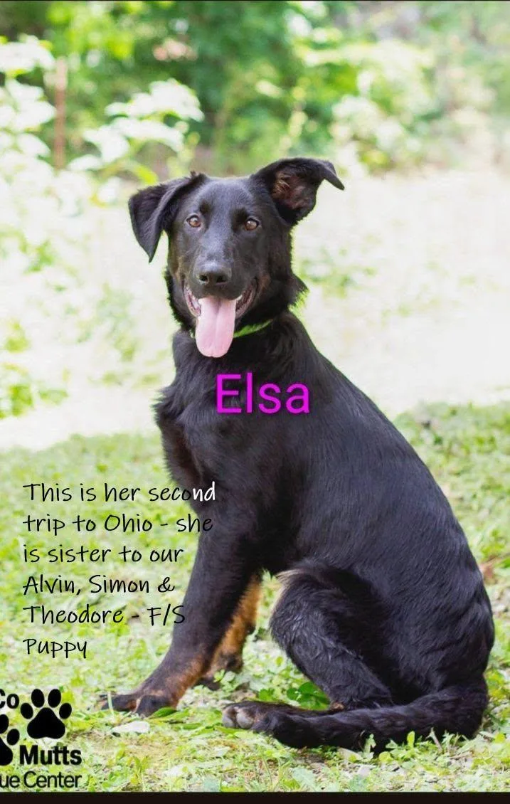 A young medium-sized female Black Labrador Retriever dog named Elsa  arriving Saturday for adoption in Chardon, OH