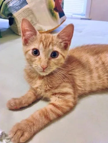 A baby medium-sized male Tabby (Orange / Red) Tabby cat named Kaleb for adoption in Rutherfordton, NC