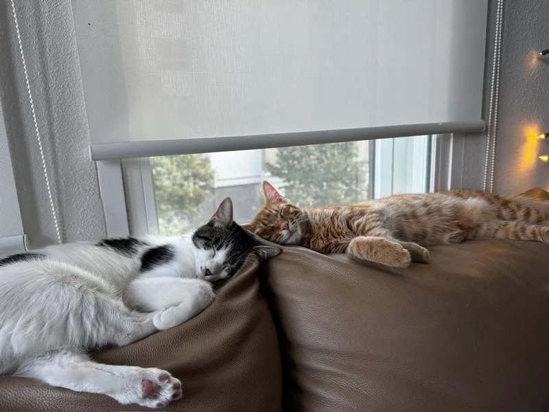 Otis & Tuff  thumbnail 3