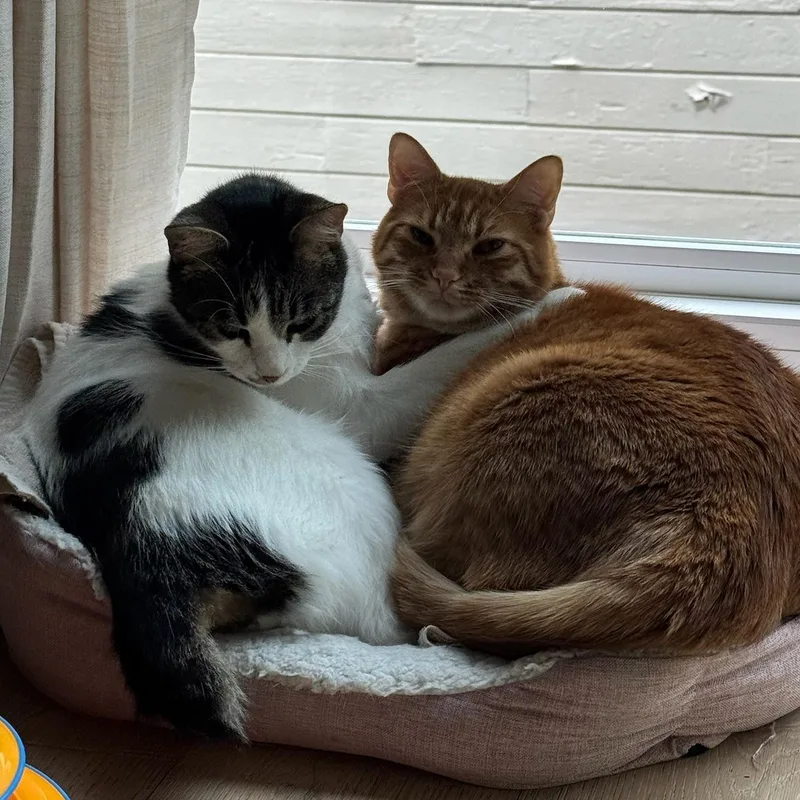 A young medium-sized male Orange & White Tabby cat named Otis & Tuff  for adoption in Los Altos Hills, CA