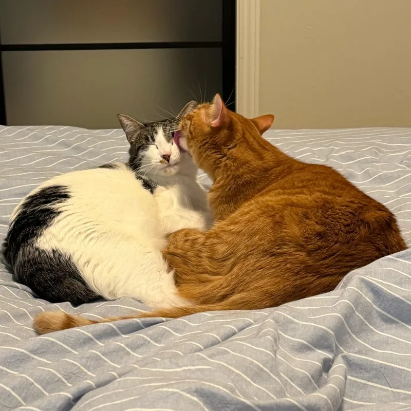 Otis & Tuff  thumbnail 5