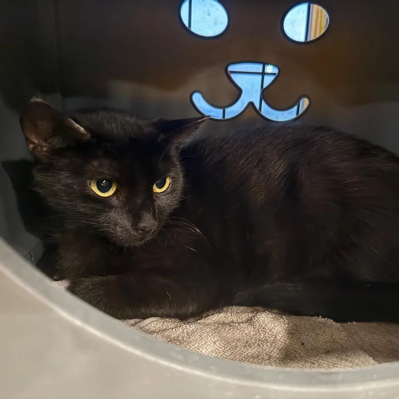 A young medium-sized female Black Domestic Short Hair cat named Nova for adoption in Howard beach, NY