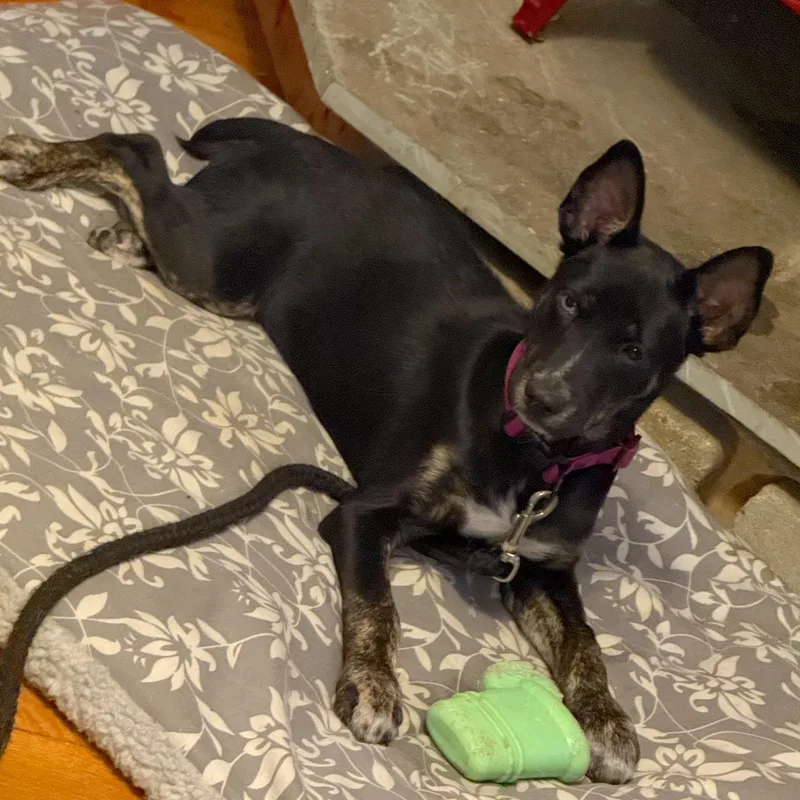 A baby medium-sized female Black Australian Kelpie dog named Chloe for adoption in Longview, TX