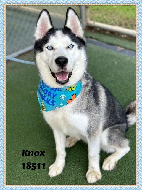 An adult large-sized male White / Cream Siberian Husky dog named Knox for adoption in Marietta, GA