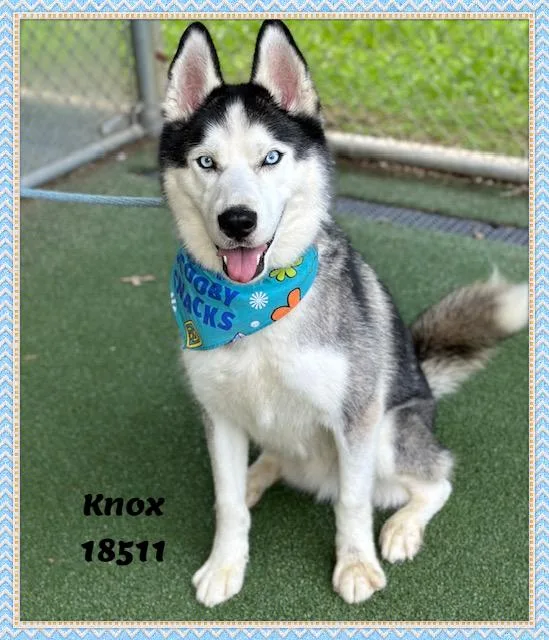 Knox thumbnail 2