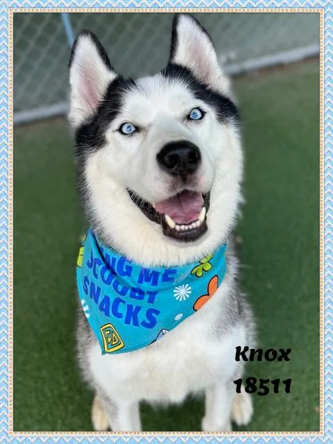 Knox thumbnail 3