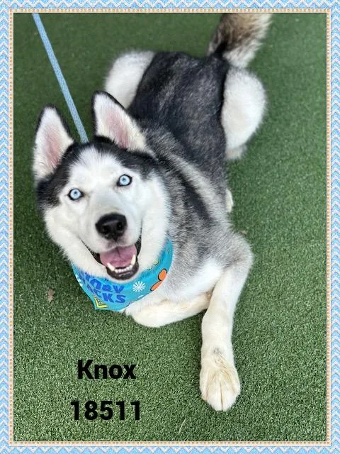 Knox thumbnail 4