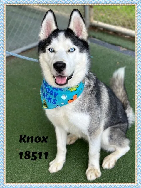 Knox thumbnail 5