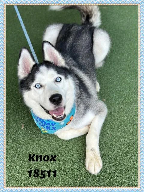 Knox thumbnail 6