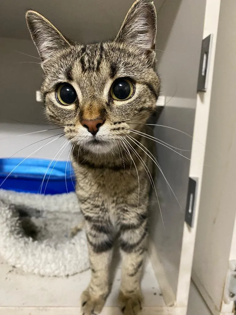 A baby medium-sized female Domestic Short Hair cat named Tulip for adoption in Corpus Christi, TX