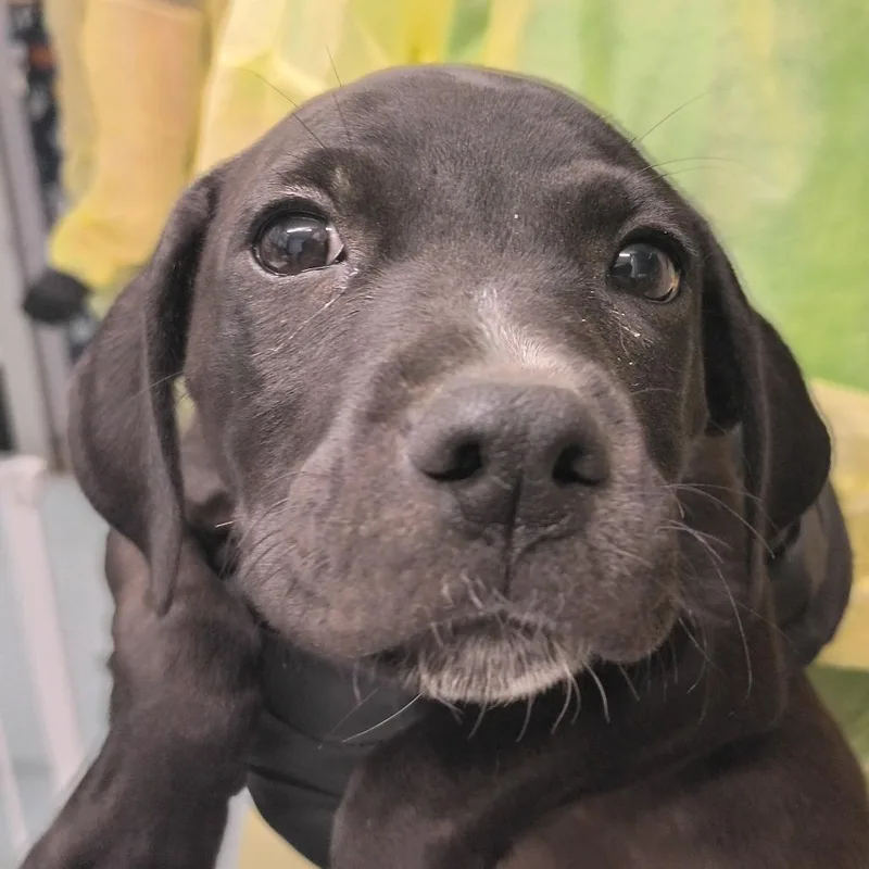 A baby small-sized male Black Labrador Retriever dog named Fred for adoption in Springtown, TX
