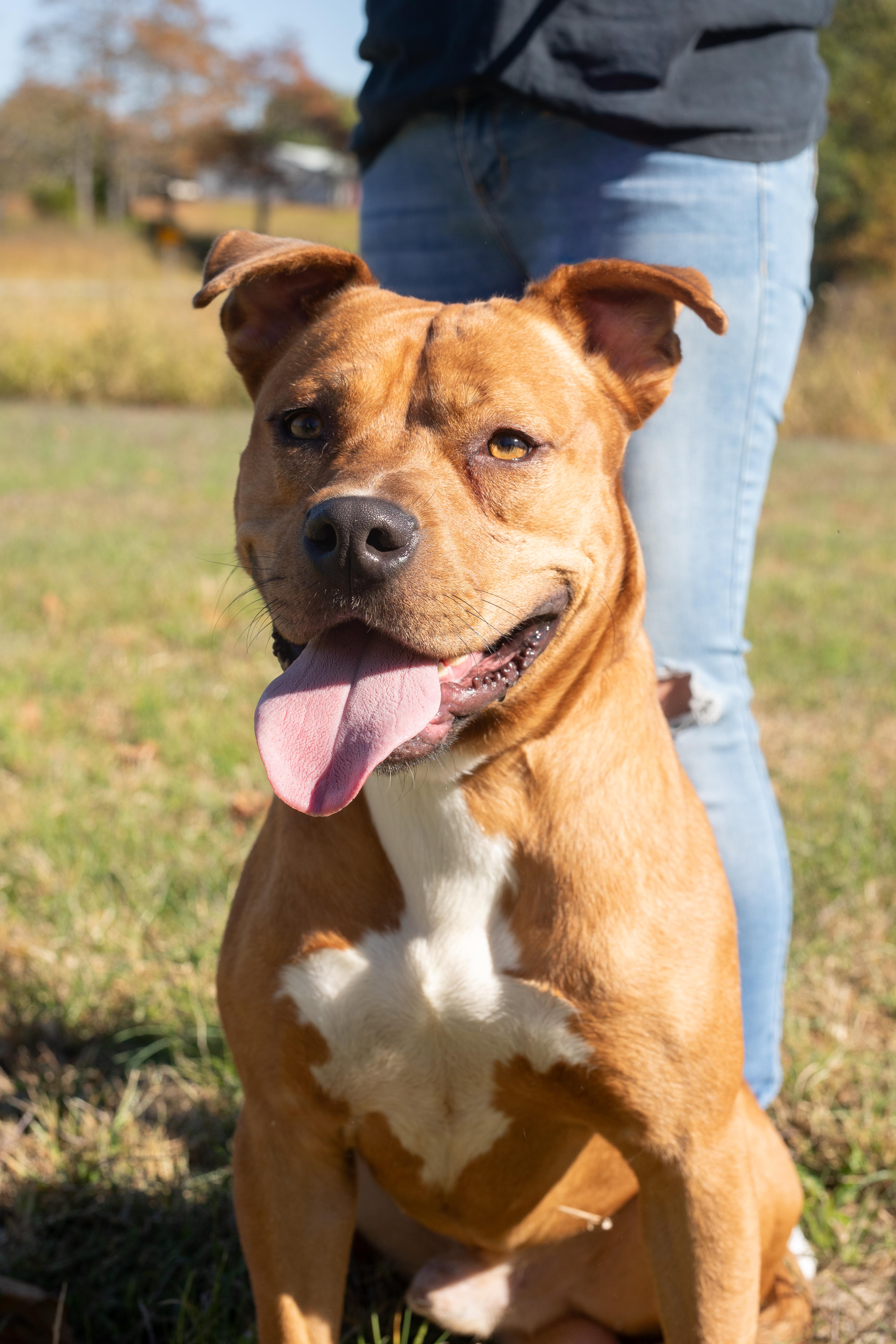 A young large-sized male Pit Bull Terrier dog named Scoob for adoption in Dixon, KY