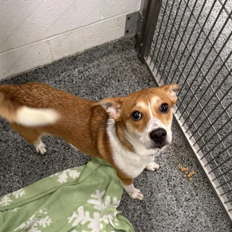 An adult small-sized male Red / Chestnut / Orange Mixed Breed dog named Oakley for adoption in Jeffersonville, IN