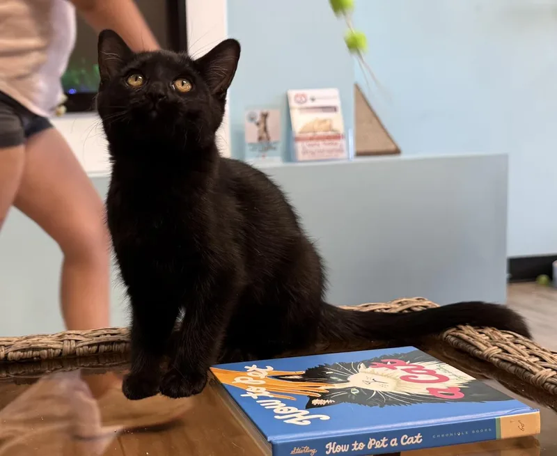 A baby small-sized female Black Domestic Short Hair cat named Paku Flea for adoption in Chandler, AZ