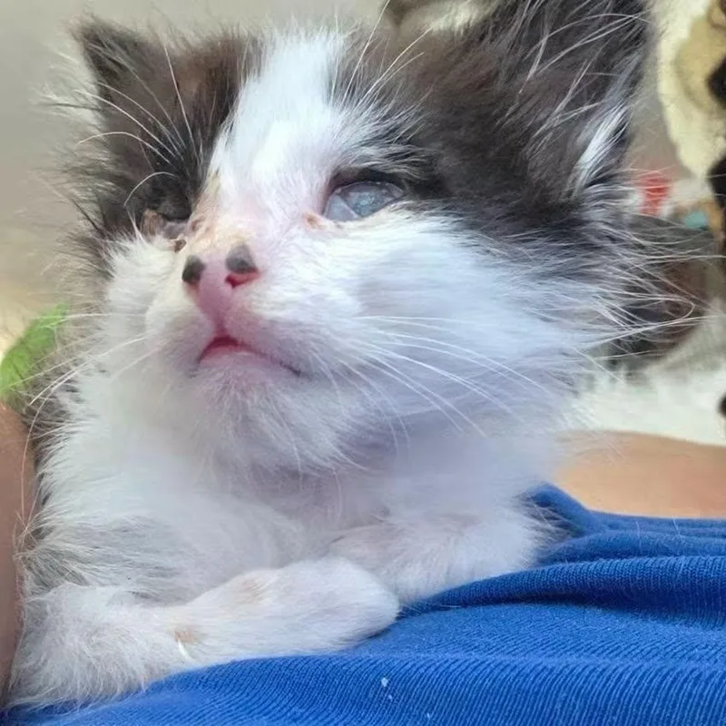 A baby large-sized male Black & White / Tuxedo Norwegian Forest Cat cat named PeeWee BLIND for adoption in Concord, CA
