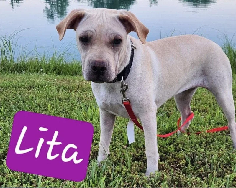Lita thumbnail 2