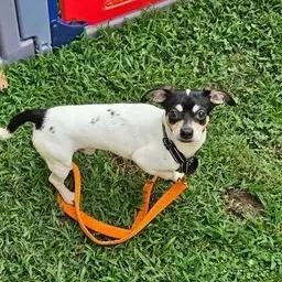 An adult small-sized male Chihuahua dog named Oreo for adoption in Winder, GA