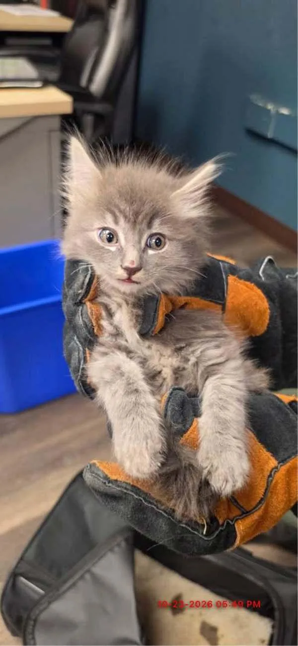 A baby small-sized male Domestic Medium Hair cat named Cloud for adoption in Victorville, CA