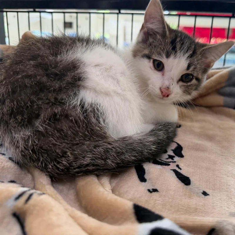 A baby small-sized male Brown / Chocolate Domestic Short Hair cat named Billy for adoption in Deerfield, IL