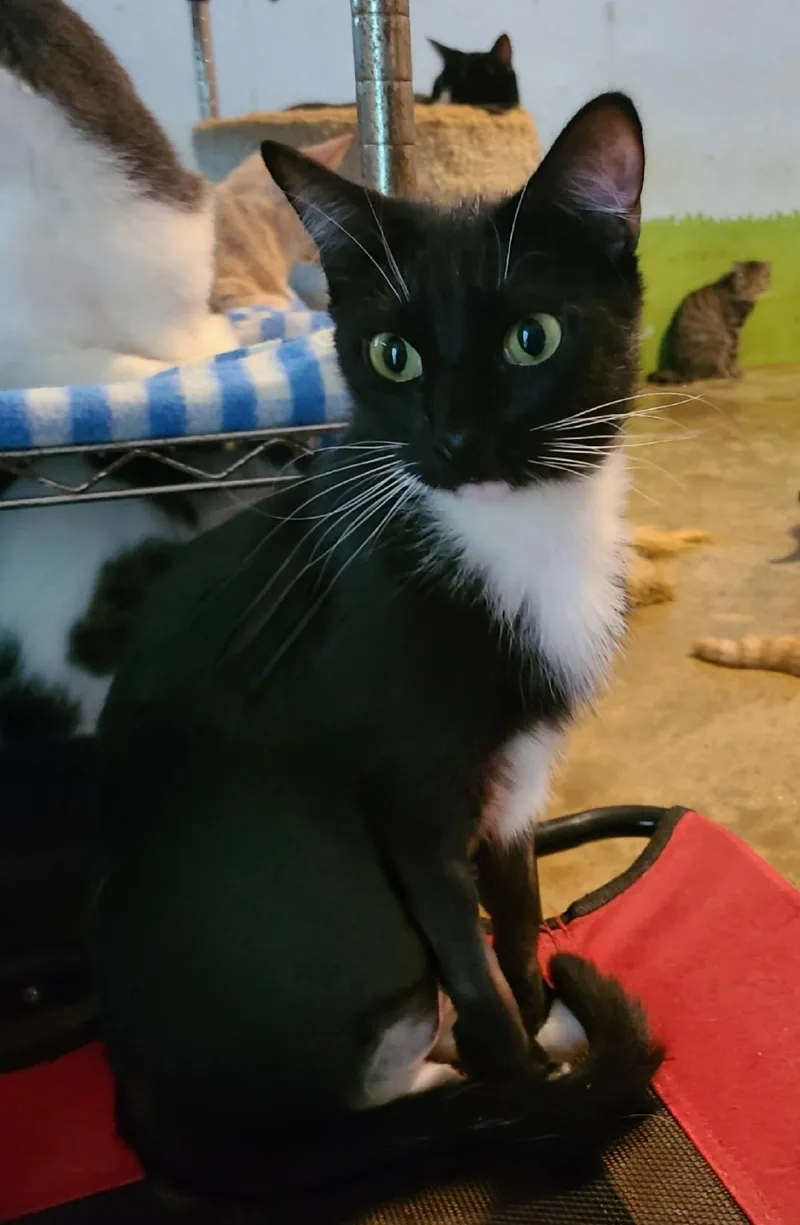 An adult medium-sized male Black & White / Tuxedo Domestic Short Hair cat named Marlo for adoption in Ellijay, GA