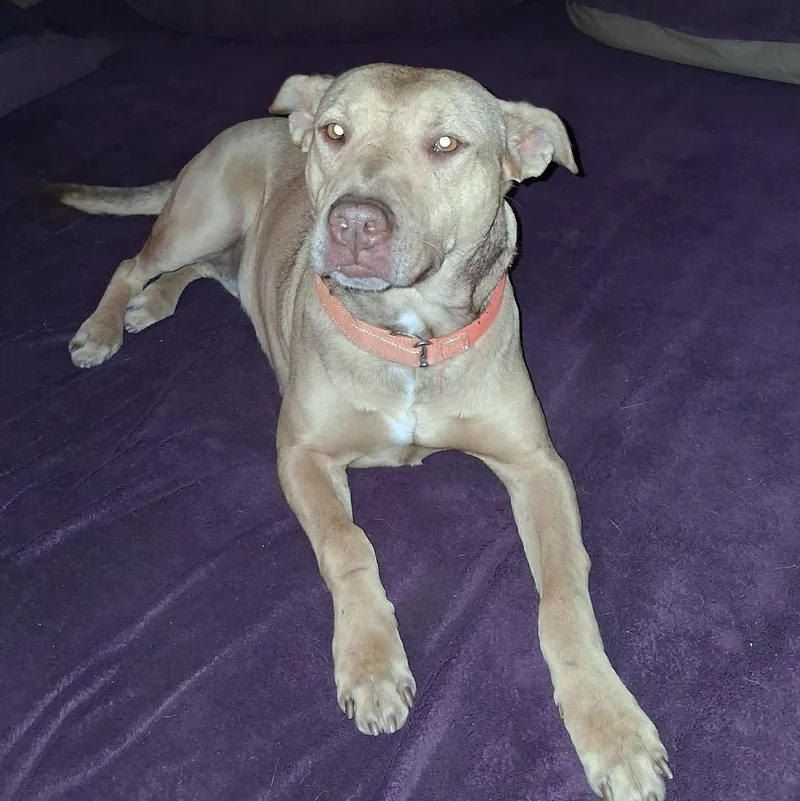 Virginia thumbnail 2