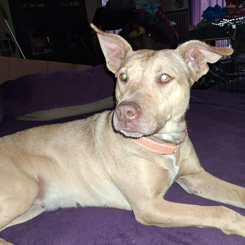 Virginia thumbnail 4