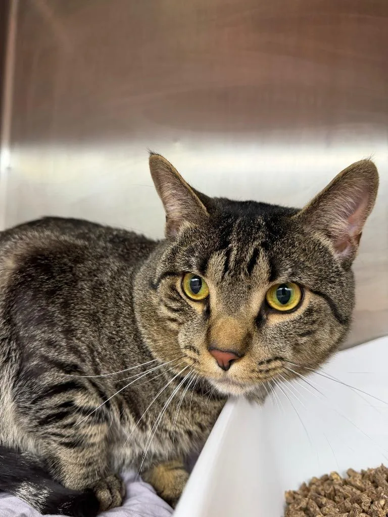 An adult medium-sized male Domestic Short Hair cat named Eggo for adoption in Pomona, NY