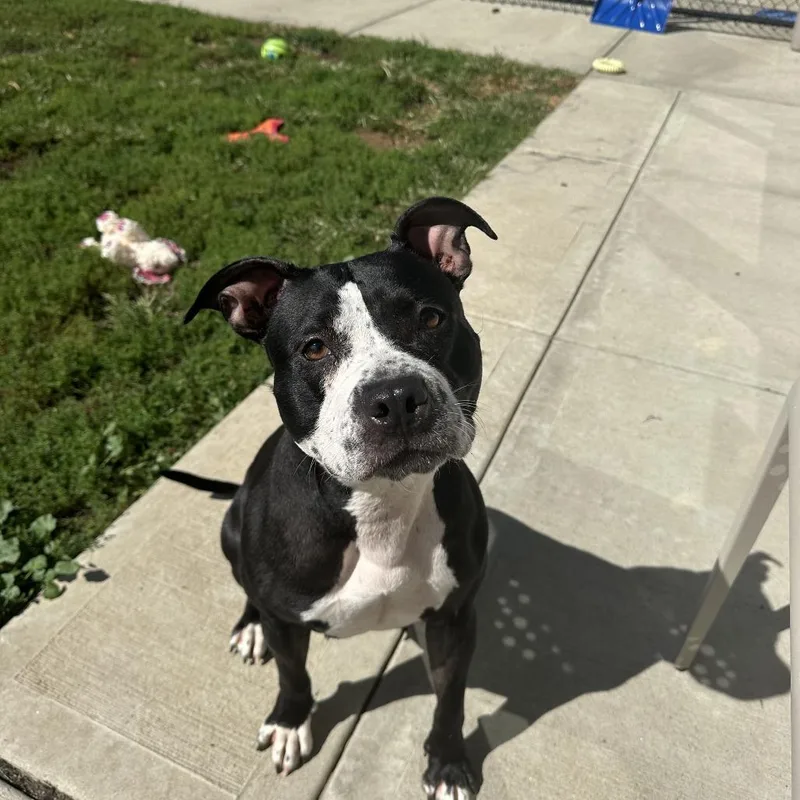 An adult medium-sized female Staffordshire Bull Terrier dog named Nyla for adoption in Branford, CT