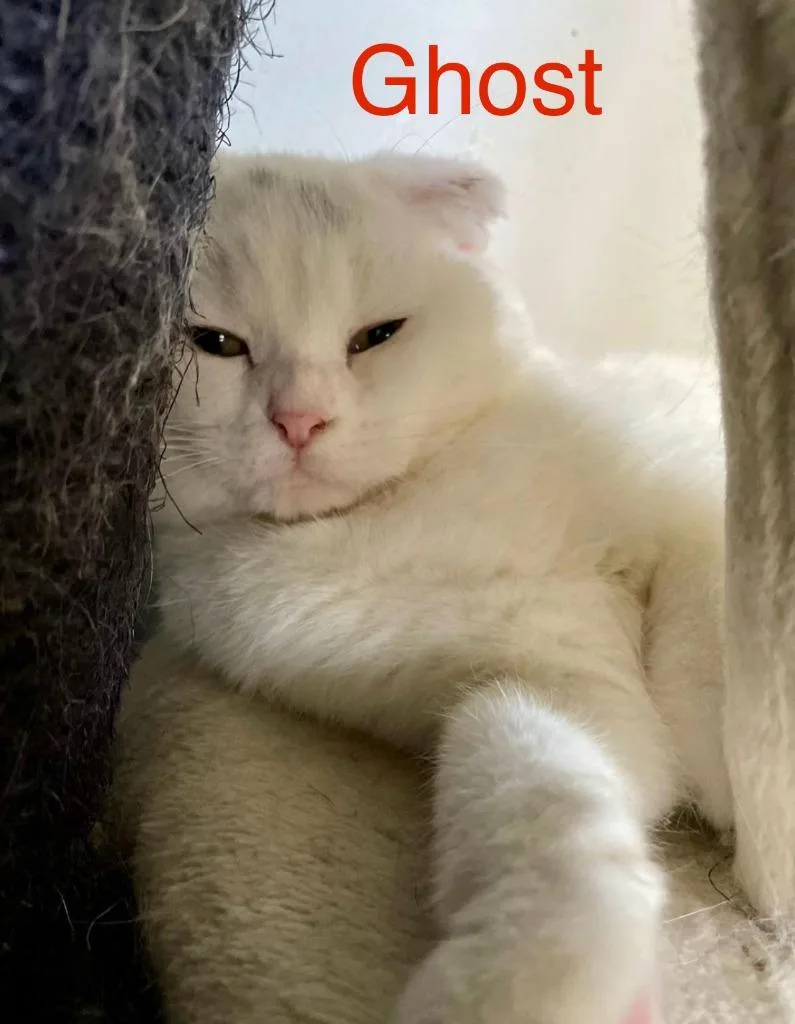 A young large-sized male Scottish Fold cat named Ghost for adoption in San Jacinto, CA