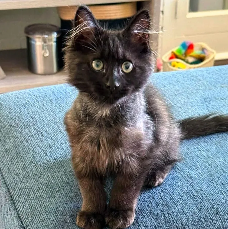 A baby small-sized male Black Domestic Long Hair cat named Bobby for adoption in Pittsburgh, PA