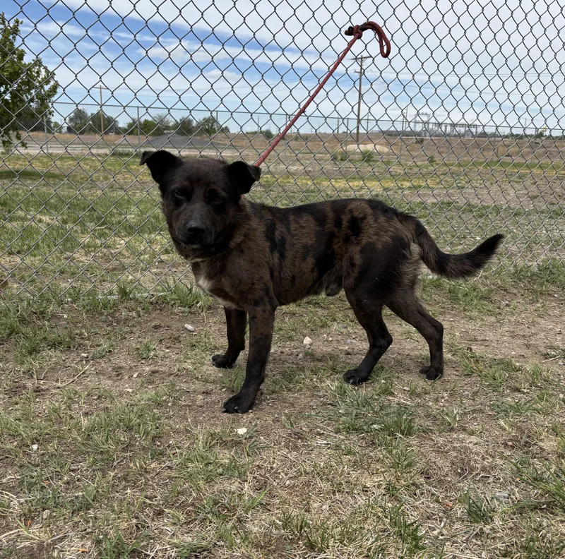 An adult medium-sized male Brown / Chocolate Catahoula Leopard Dog dog named Bruno for adoption in Torrington, WY