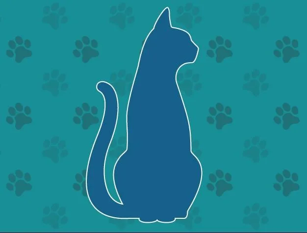 A baby small-sized male Domestic Short Hair cat named A for adoption in Naples, FL