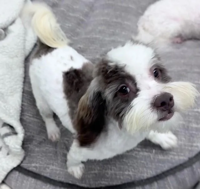 A young small-sized male Black Shih Tzu dog named Boo for adoption in Lambertville, NJ